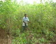 http://www.agritech.tnau.ac.in/sericulture/seri_mulberry%20cultivation_clip_image002_0013.jpg